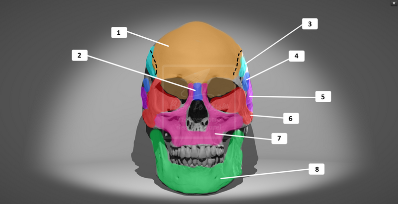 116/365] Anatomie du crâne de face - Blog Le Dessin
