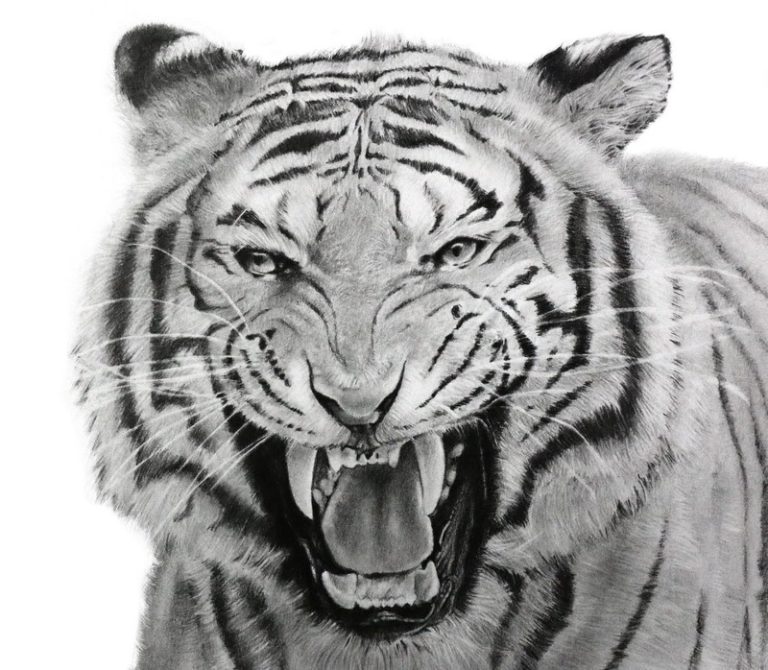 image tigre graphite réaliste